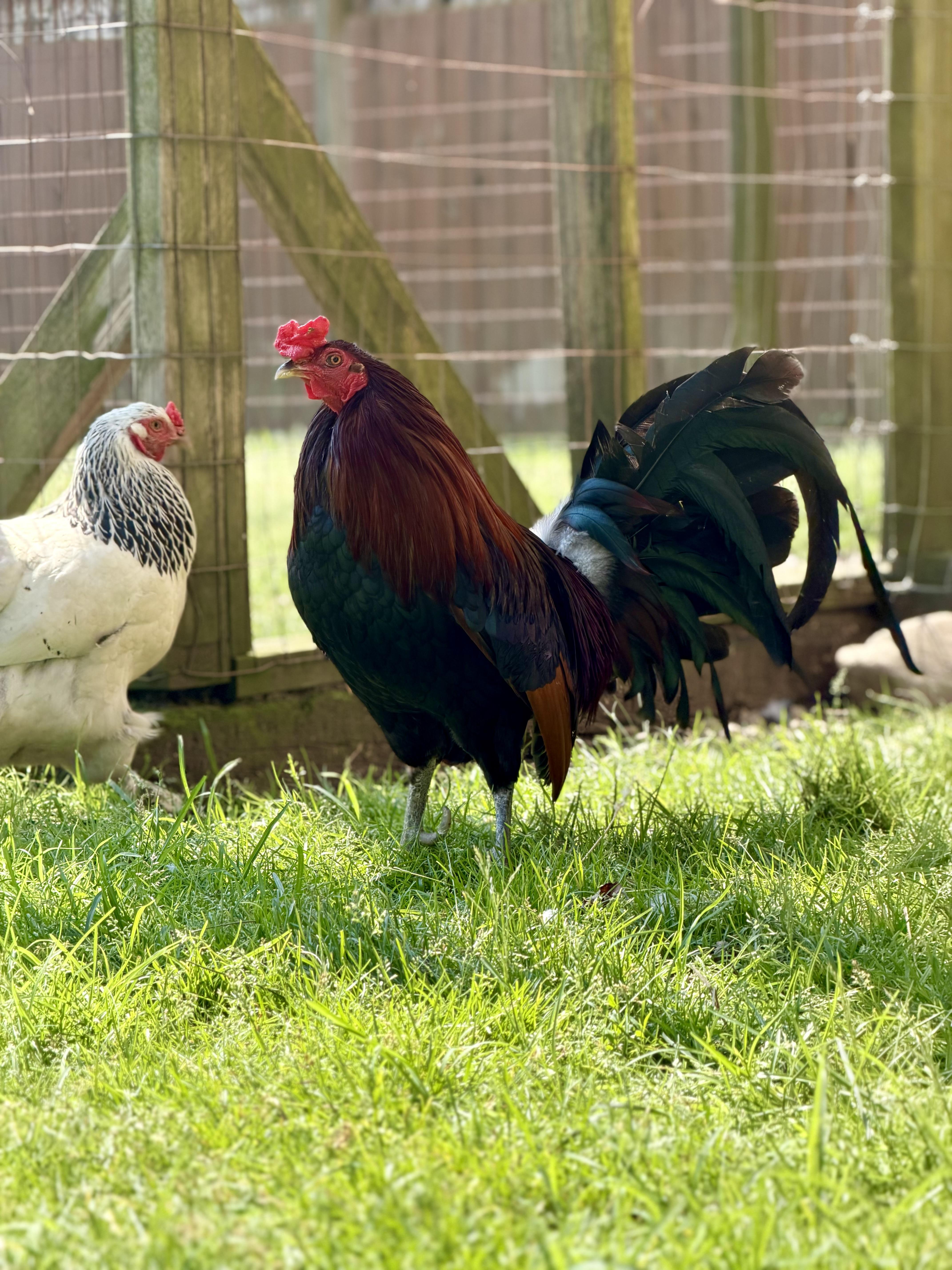 Fonzie, a Adoptable Chicken in Ravenna, OH image 1/5