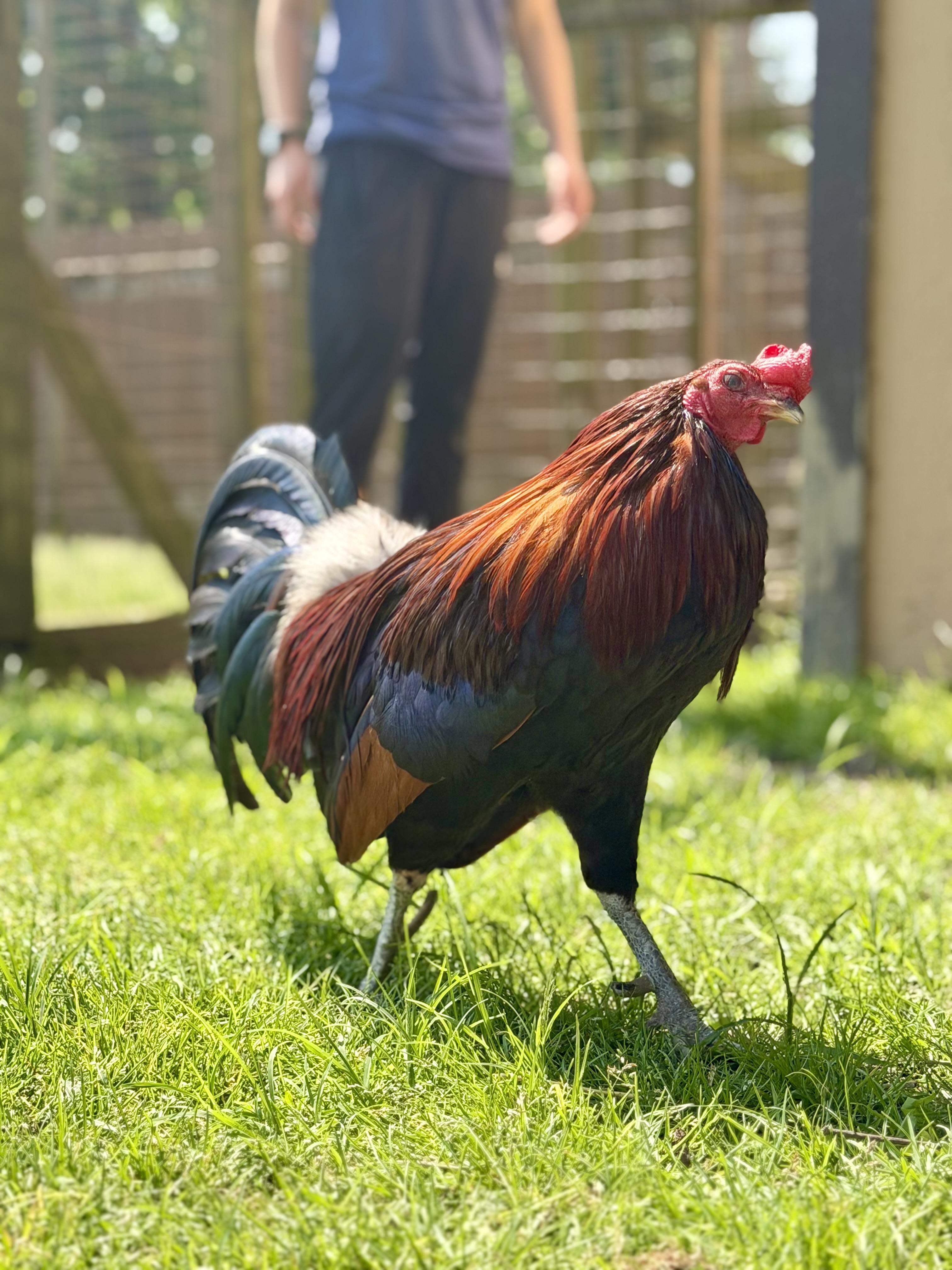 Fonzie, a Adoptable Chicken in Ravenna, OH image 5/5
