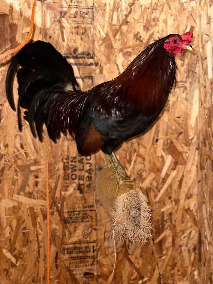 Fonzie, Adult Male Chicken