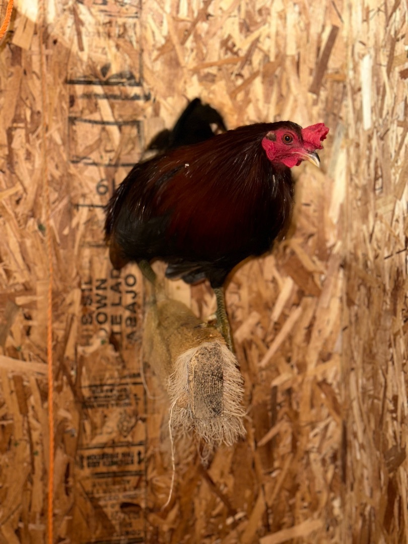 Fonzie, a Adoptable Chicken in Ravenna, OH image 2/3