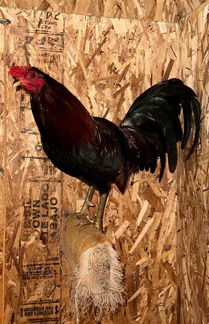 Fonzie, a Adoptable Chicken in Ravenna, OH image 3/3