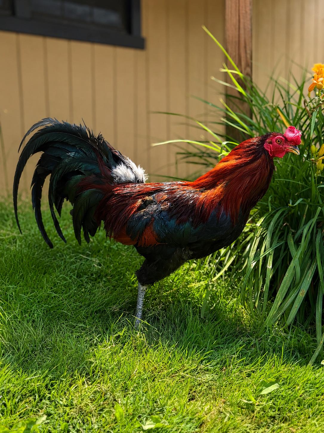 Fonzie, a Adoptable Chicken in Ravenna, OH image 2/5