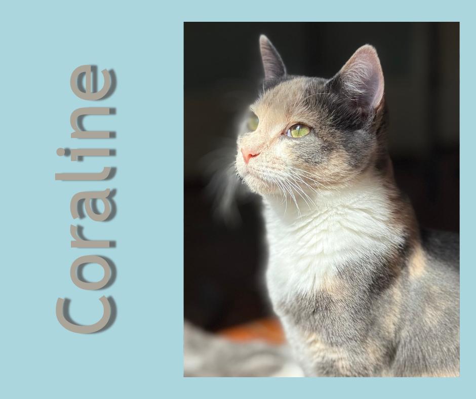 Enlarge Coraline, a Adopted Dilute Calico in Clinton, NC image 1/2