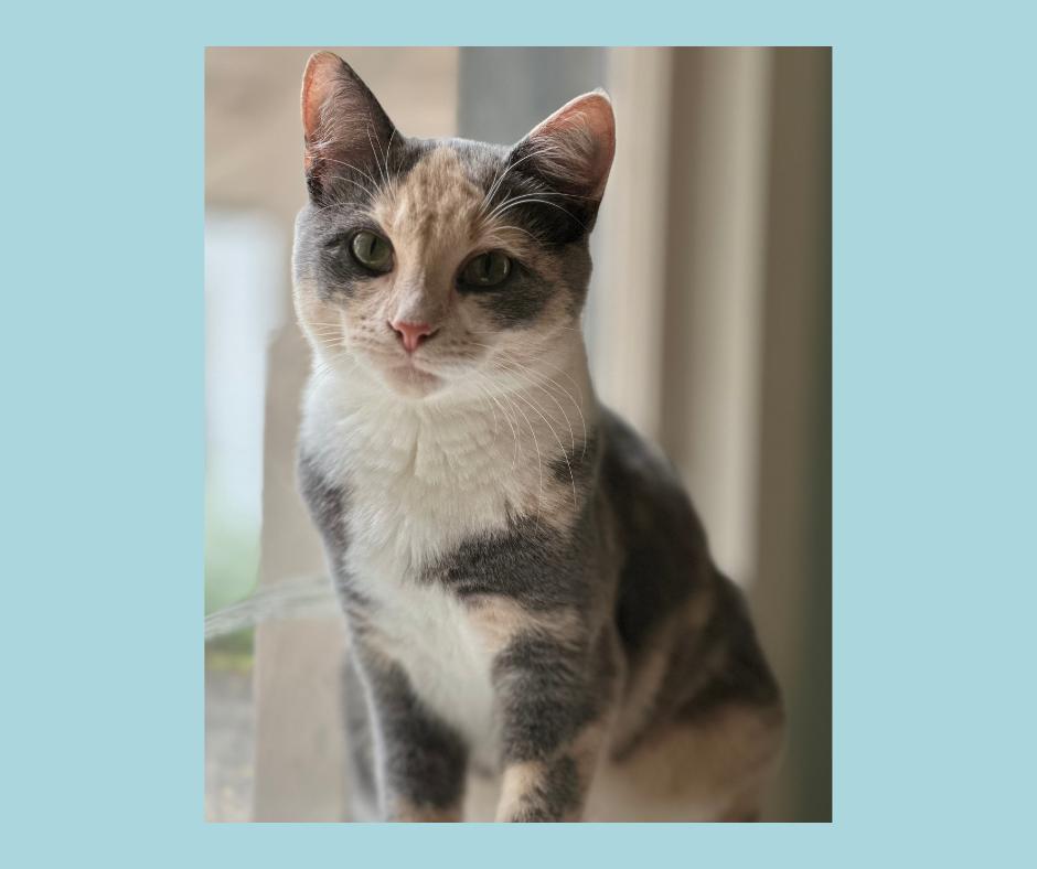 Coraline, Adopted, Young Female Dilute Calico.