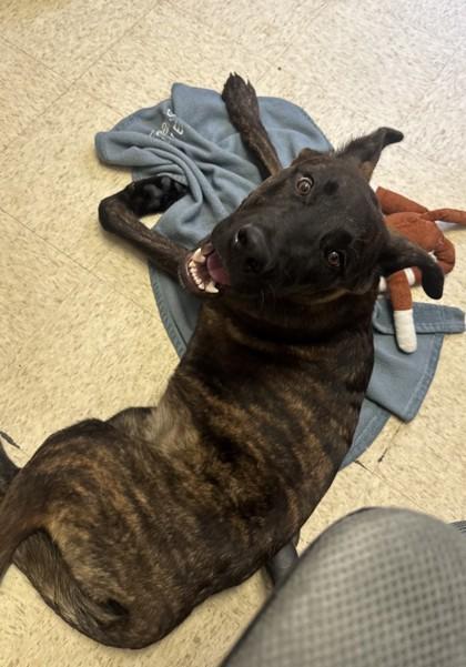 Enlarge Mike, a Adoptable mixed breed in El Paso, TX image 1/3