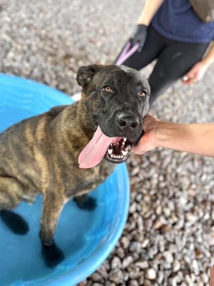 Enlarge Mike, a Adoptable mixed breed in El Paso, TX image 2/3