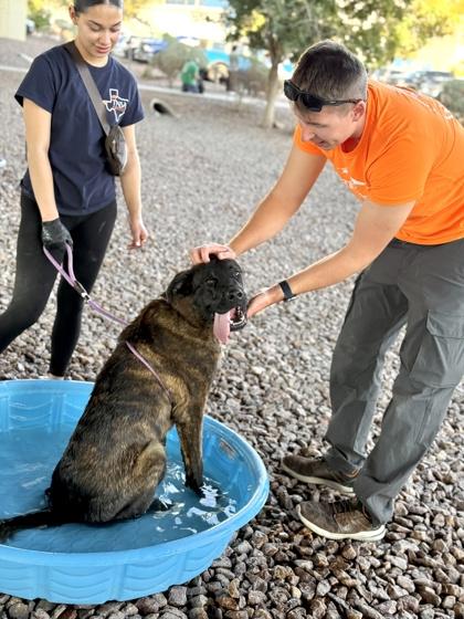 Enlarge Mike, a Adoptable mixed breed in El Paso, TX image 3/3
