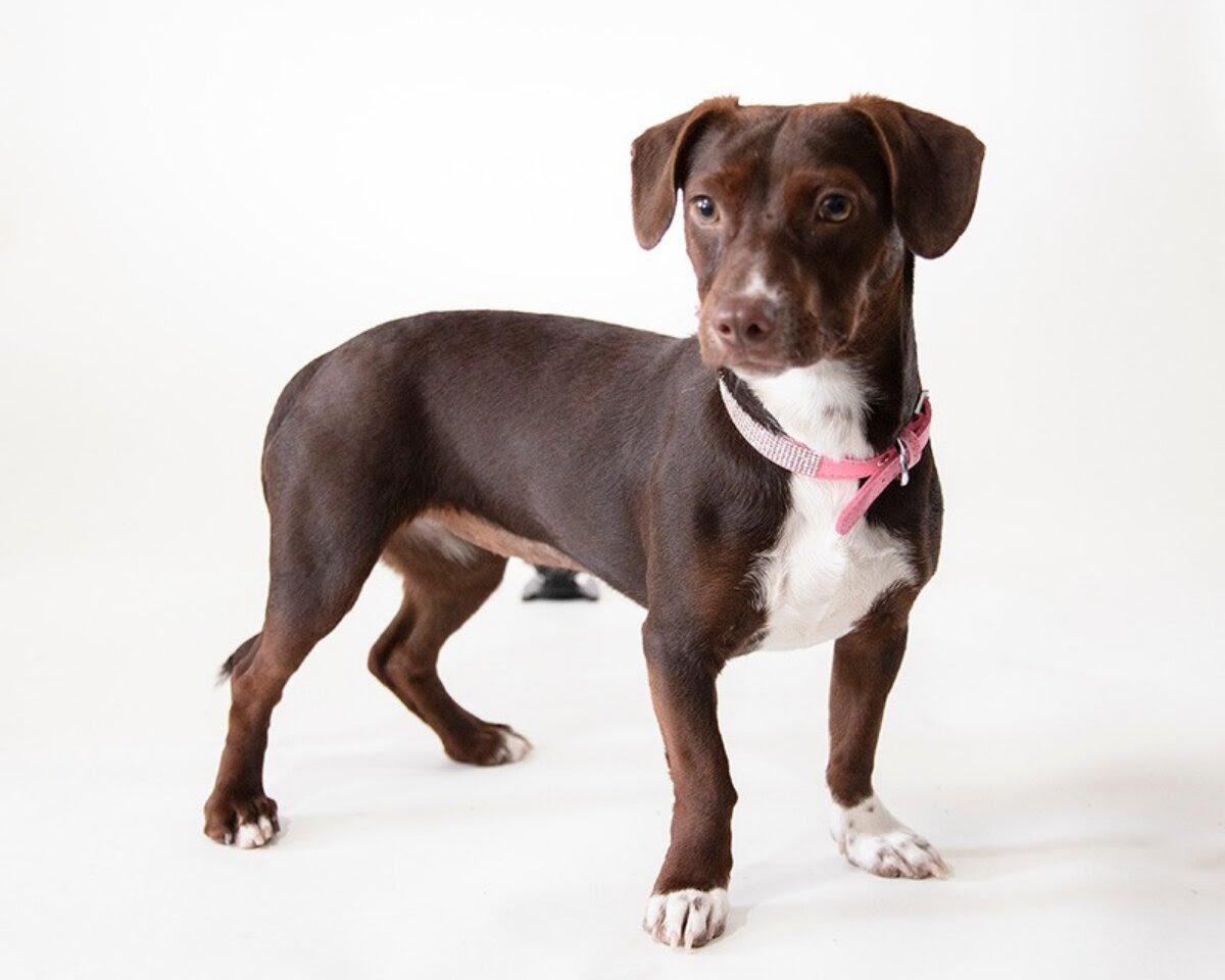 Roxie, Adoptable, Puppy Female Chocolate Labrador Retriever & Chihuahua.