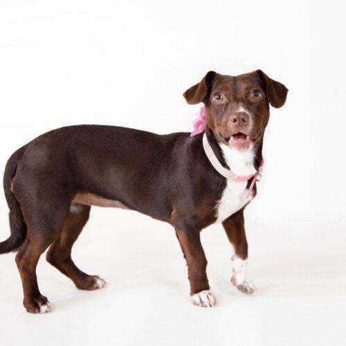 Roxie, a Adoptable mixed breed in Coachella, CA image 2/2