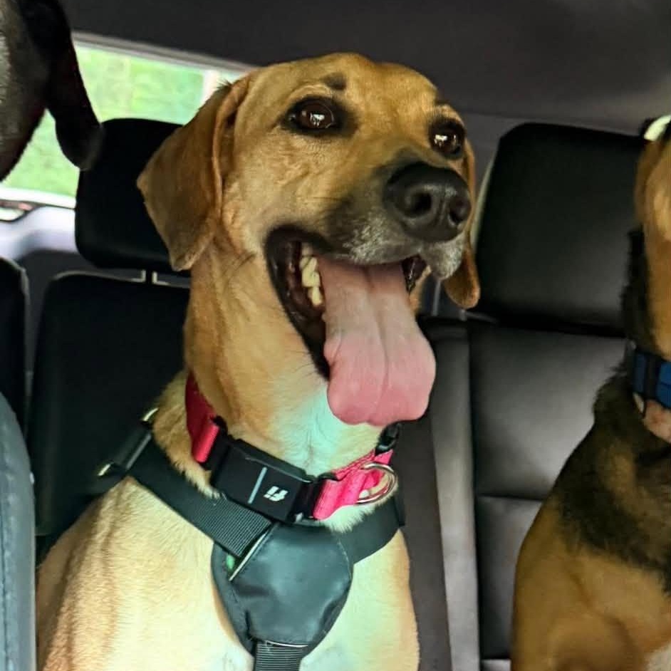 Petra, adopted, Adult Female Yellow Labrador Retriever & Black Mouth Cur.