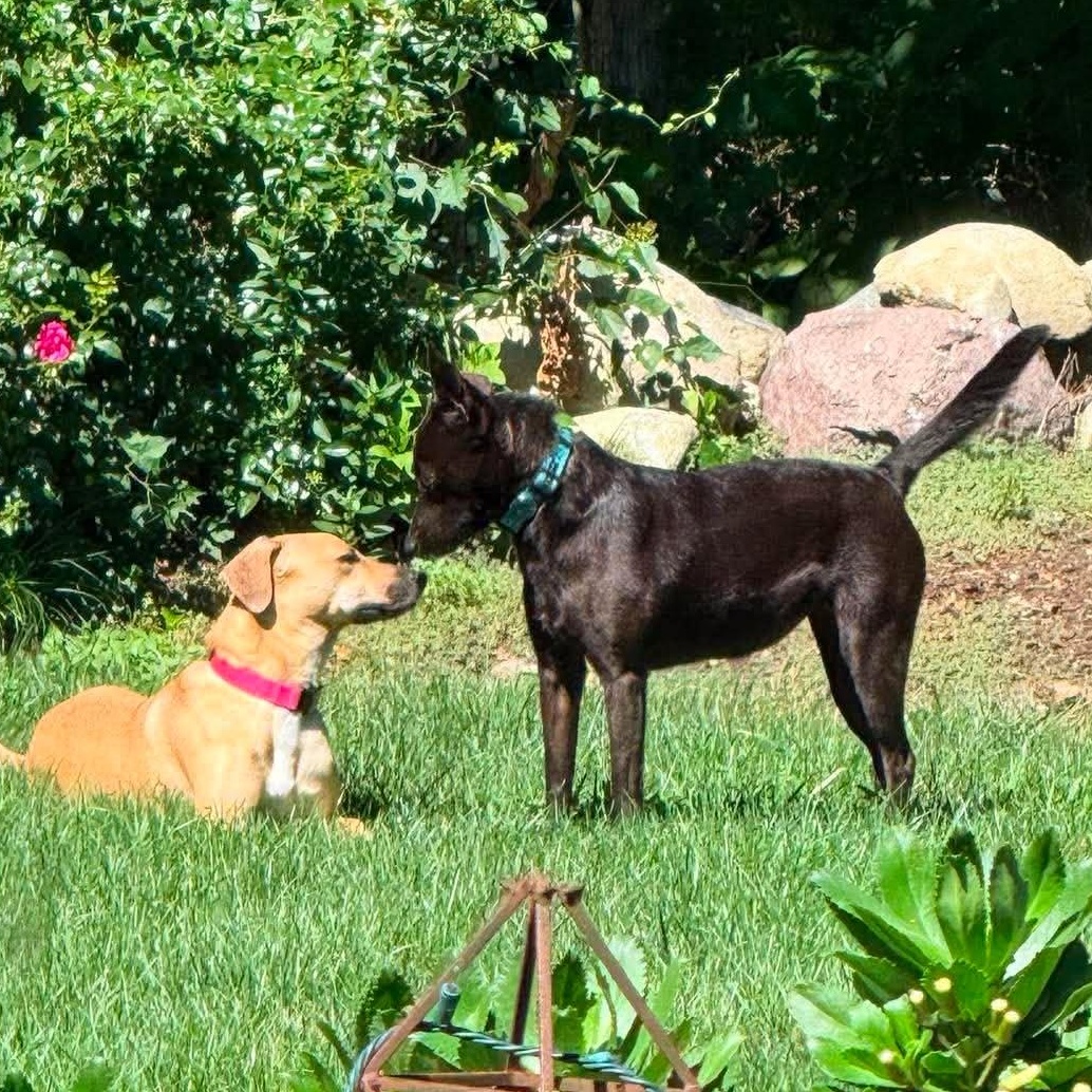 Enlarge Petra, an adopted mixed breed in Smithfield, RI image 5/5