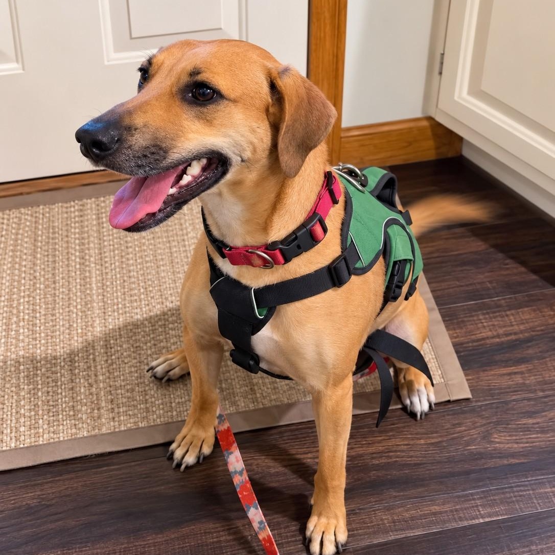 Enlarge Petra, an adopted mixed breed in Smithfield, RI image 4/5