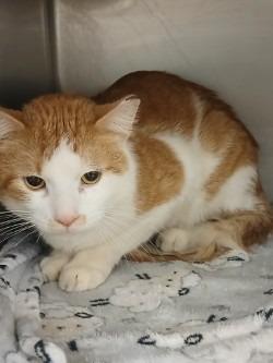 Peaches, Adoptable, Young Male Domestic Short Hair.