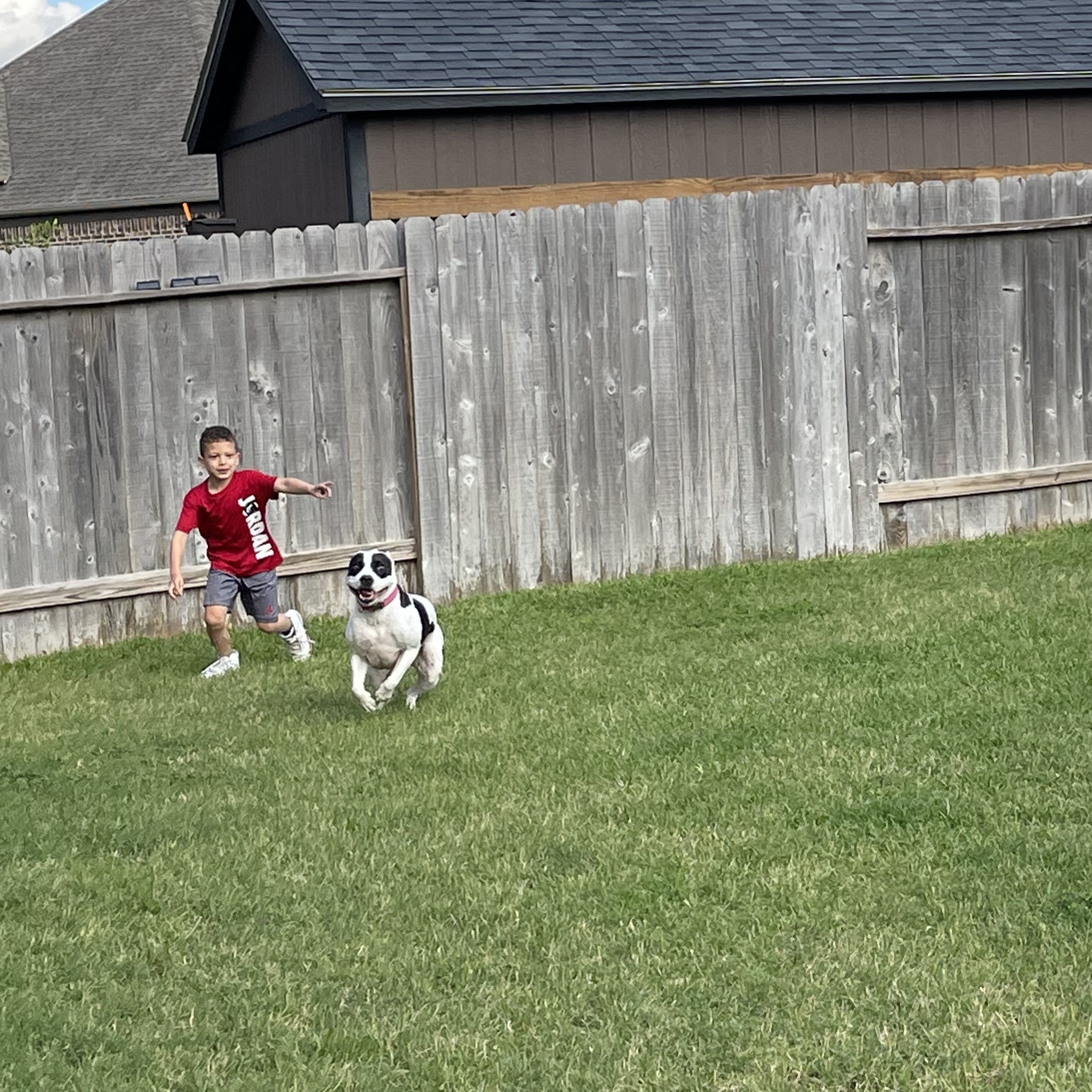 Dog for adoption Elsie, a Staffordshire Bull Terrier Mix in