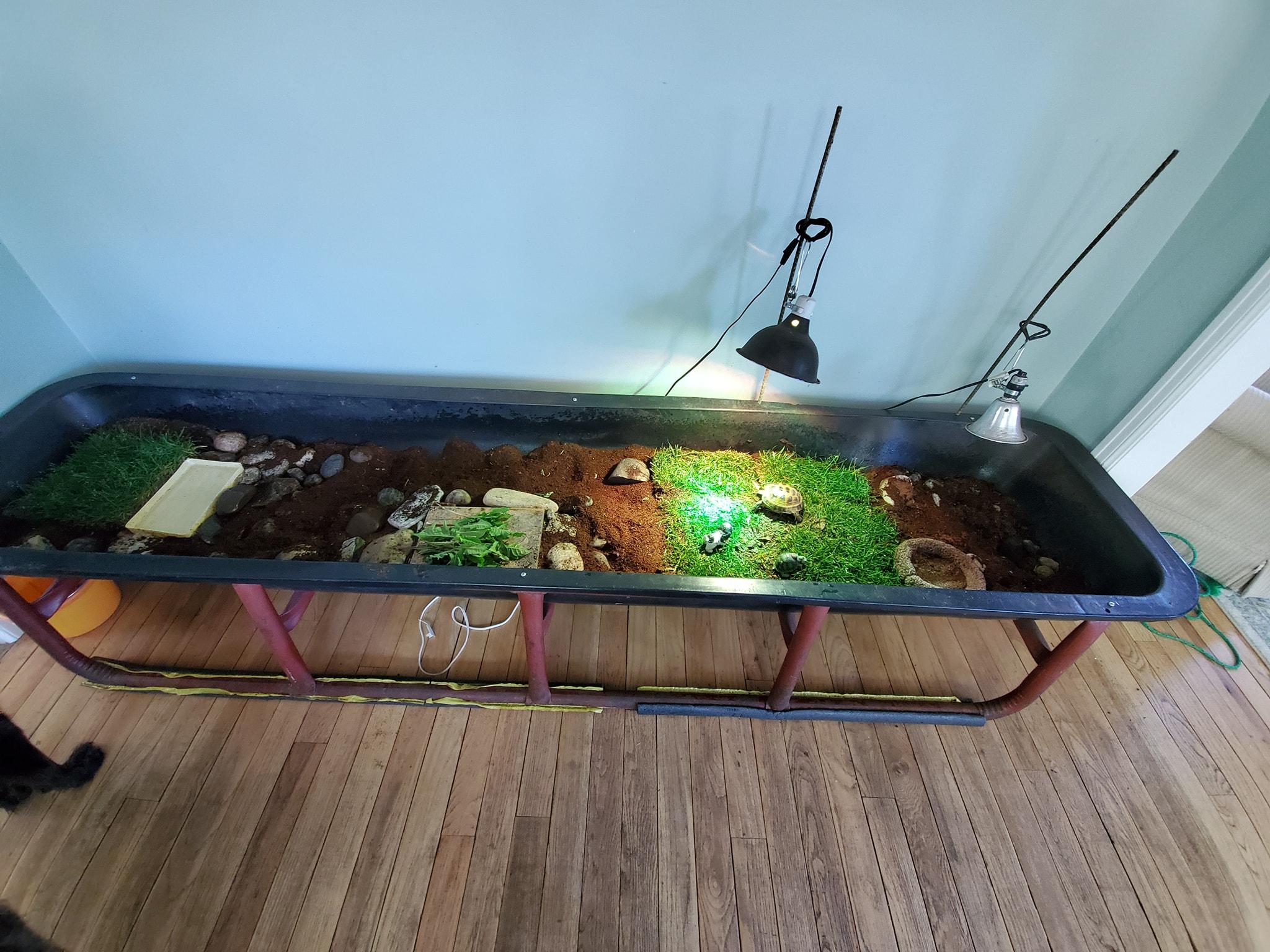 Russian Tortoise - Waiting List, a Adoptable Russian in Baltimore, MD image 2/5