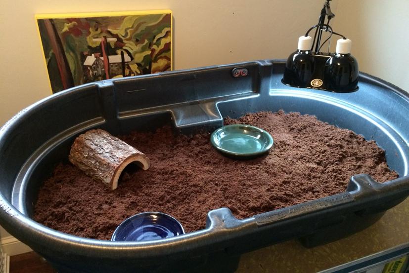 Russian Tortoise - Waiting List, a Adoptable Russian in Baltimore, MD image 4/5