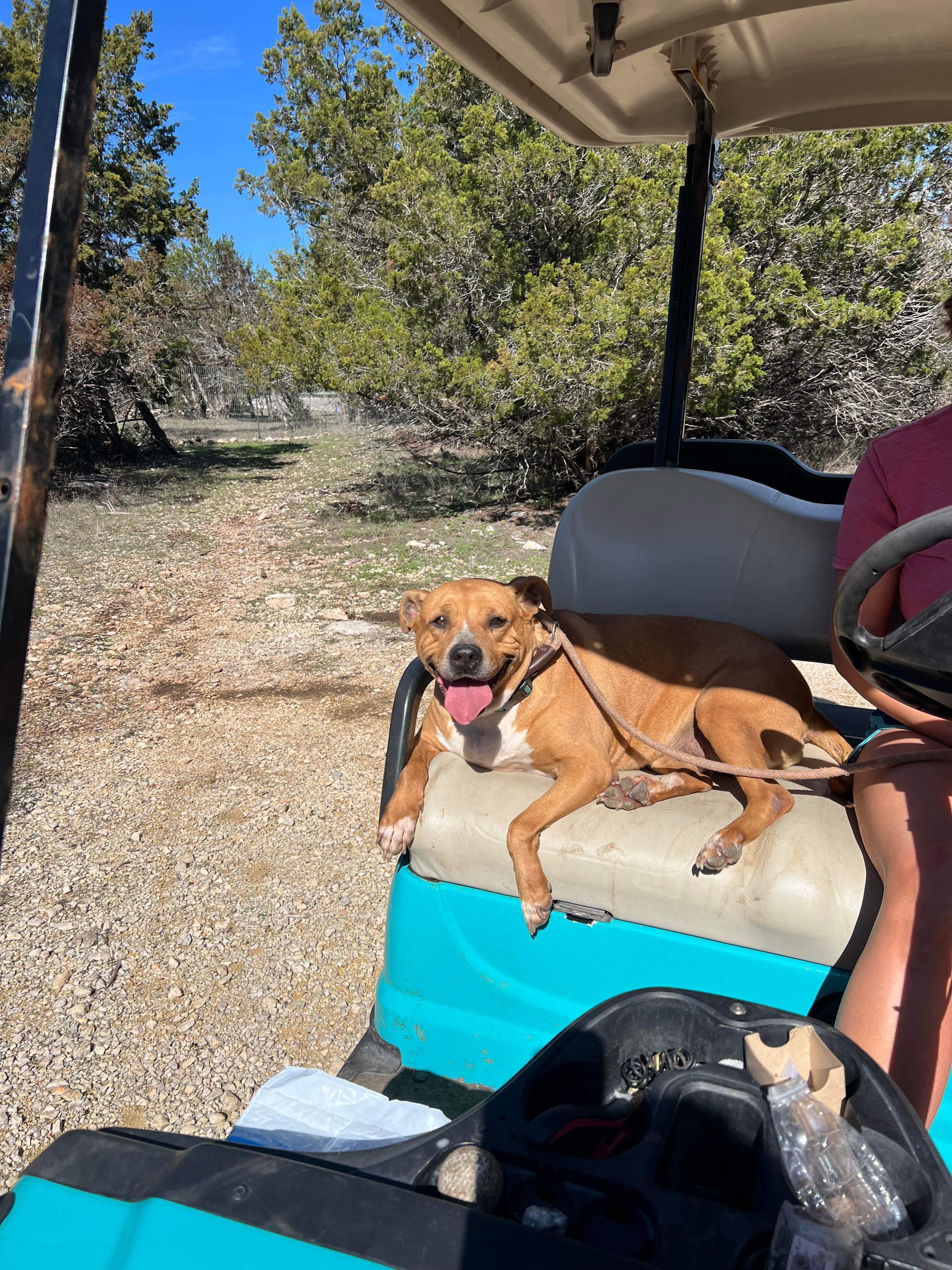 Ginger, a Adoptable mixed breed in Granbury, TX image 1/5