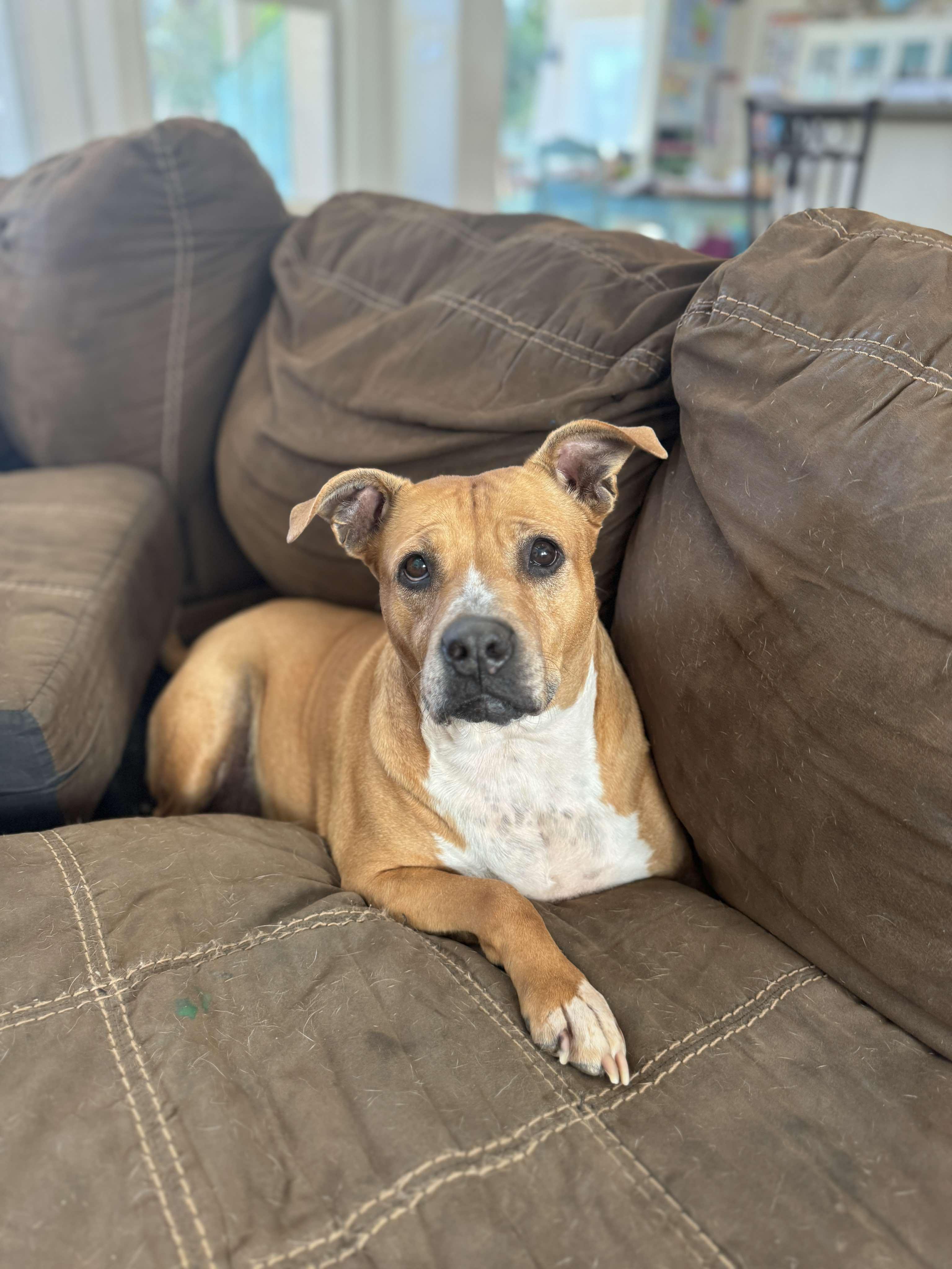 Ginger, a Adoptable mixed breed in Granbury, TX image 5/5