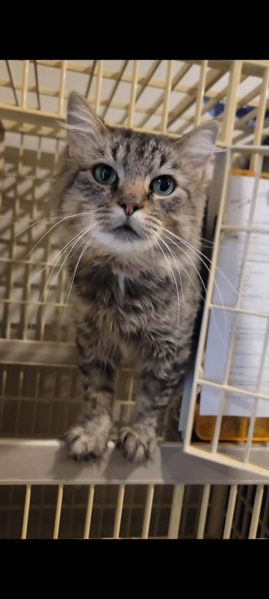 Enlarge Kevin, a ADOPTABLE Domestic Medium Hair in Freeport, IL image 1/1