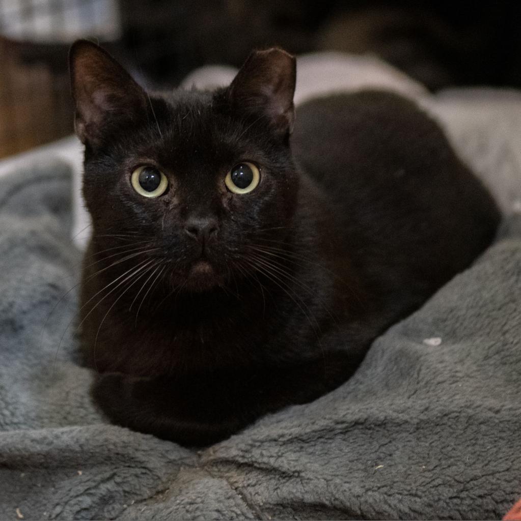 Akaza, a Adoptable Domestic Short Hair in Los Angeles, CA image 1/6