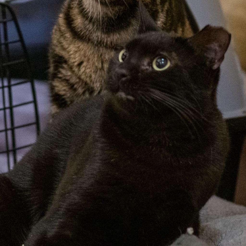 Akaza, a Adoptable Domestic Short Hair in Los Angeles, CA image 2/6