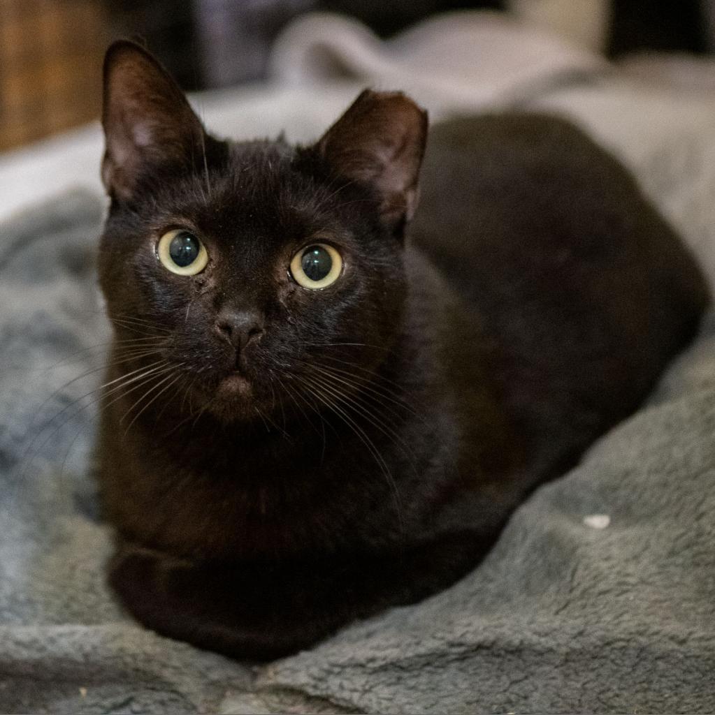 Akaza, a Adoptable Domestic Short Hair in Los Angeles, CA image 3/6