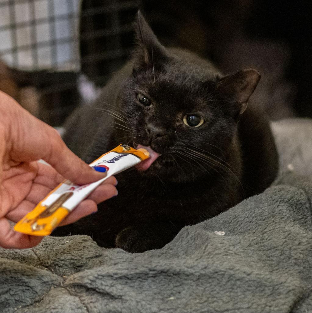 Akaza, a Adoptable Domestic Short Hair in Los Angeles, CA image 4/6