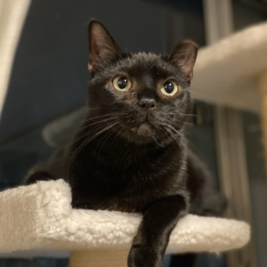 Akaza, a Adoptable Domestic Short Hair in Los Angeles, CA image 5/6