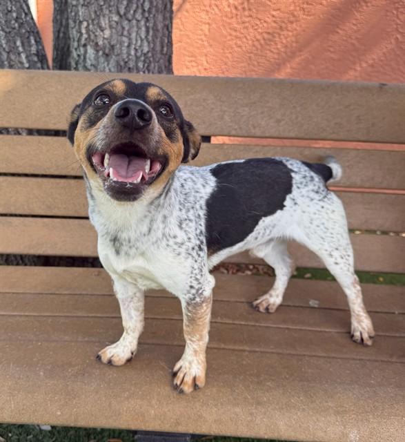 BENNY, Adoptable, Young Male Terrier.