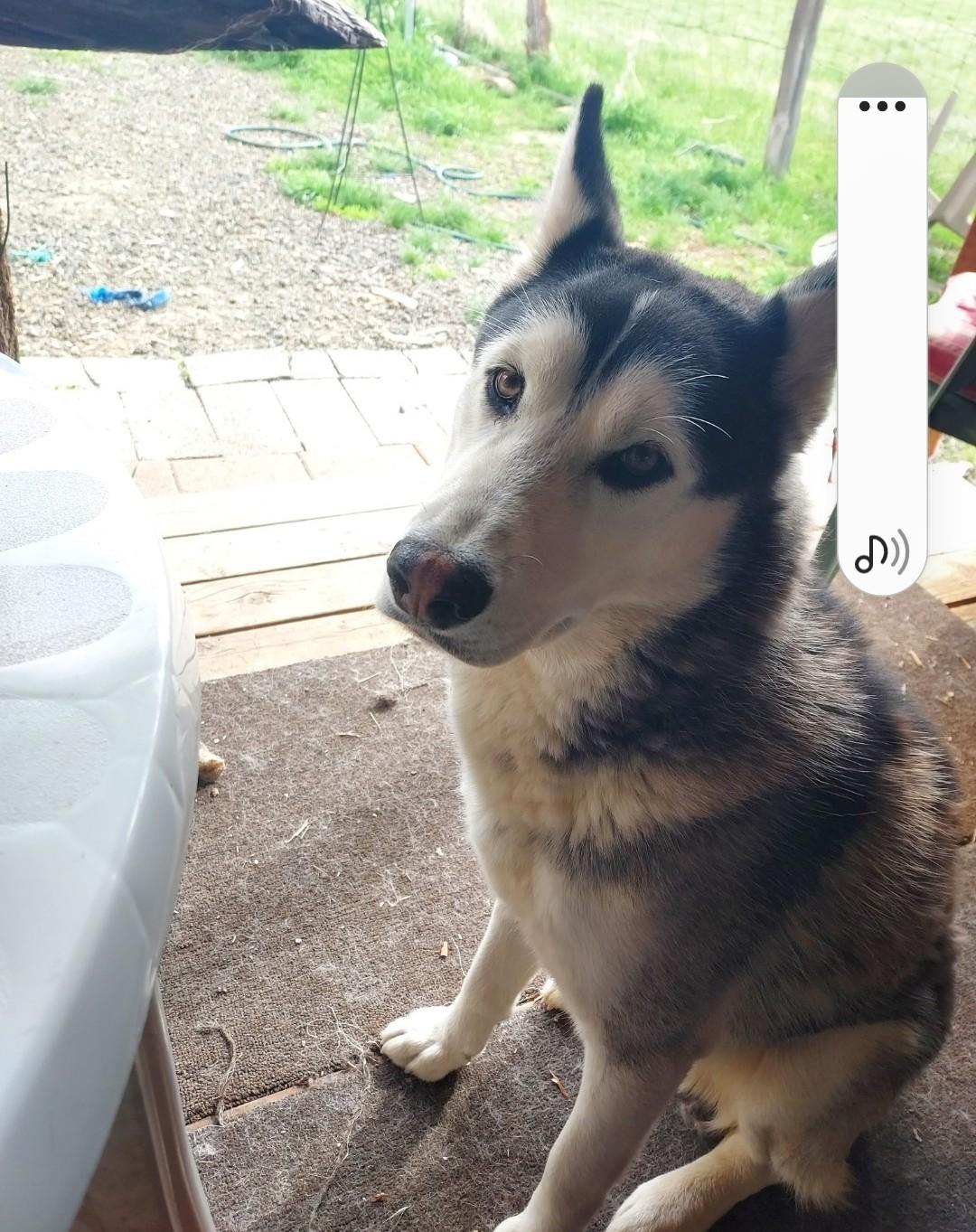 Enlarge Vance, a Adoptable Siberian Husky in Burney, CA image 1/1