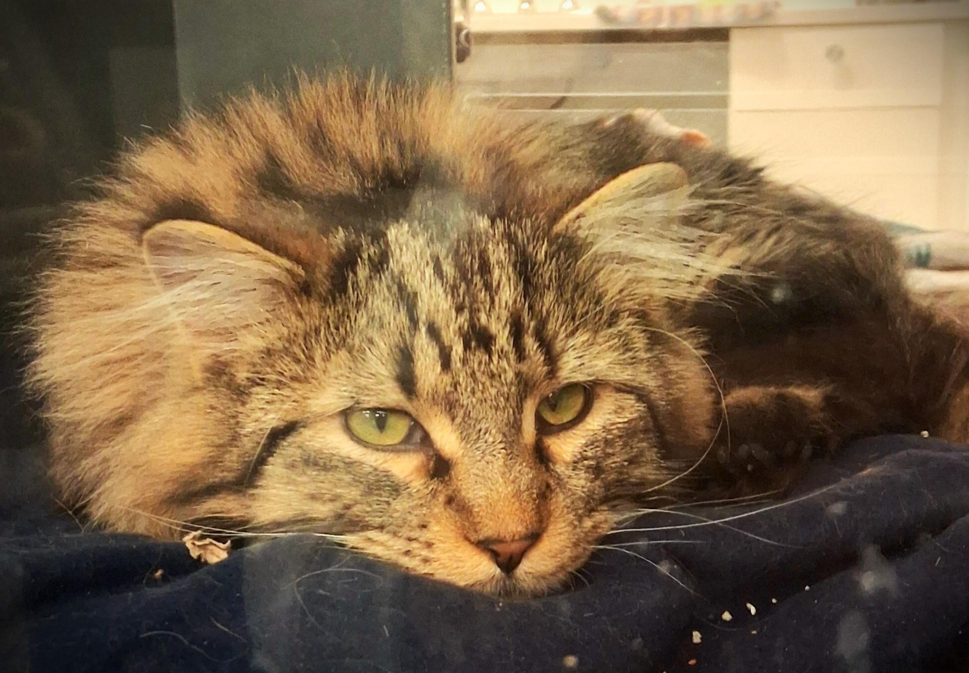 Guiness -pending, an adopted Domestic Long Hair in Mankato, MN image 3/6