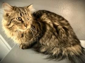Guiness -pending, an adopted Domestic Long Hair in Mankato, MN image 4/6