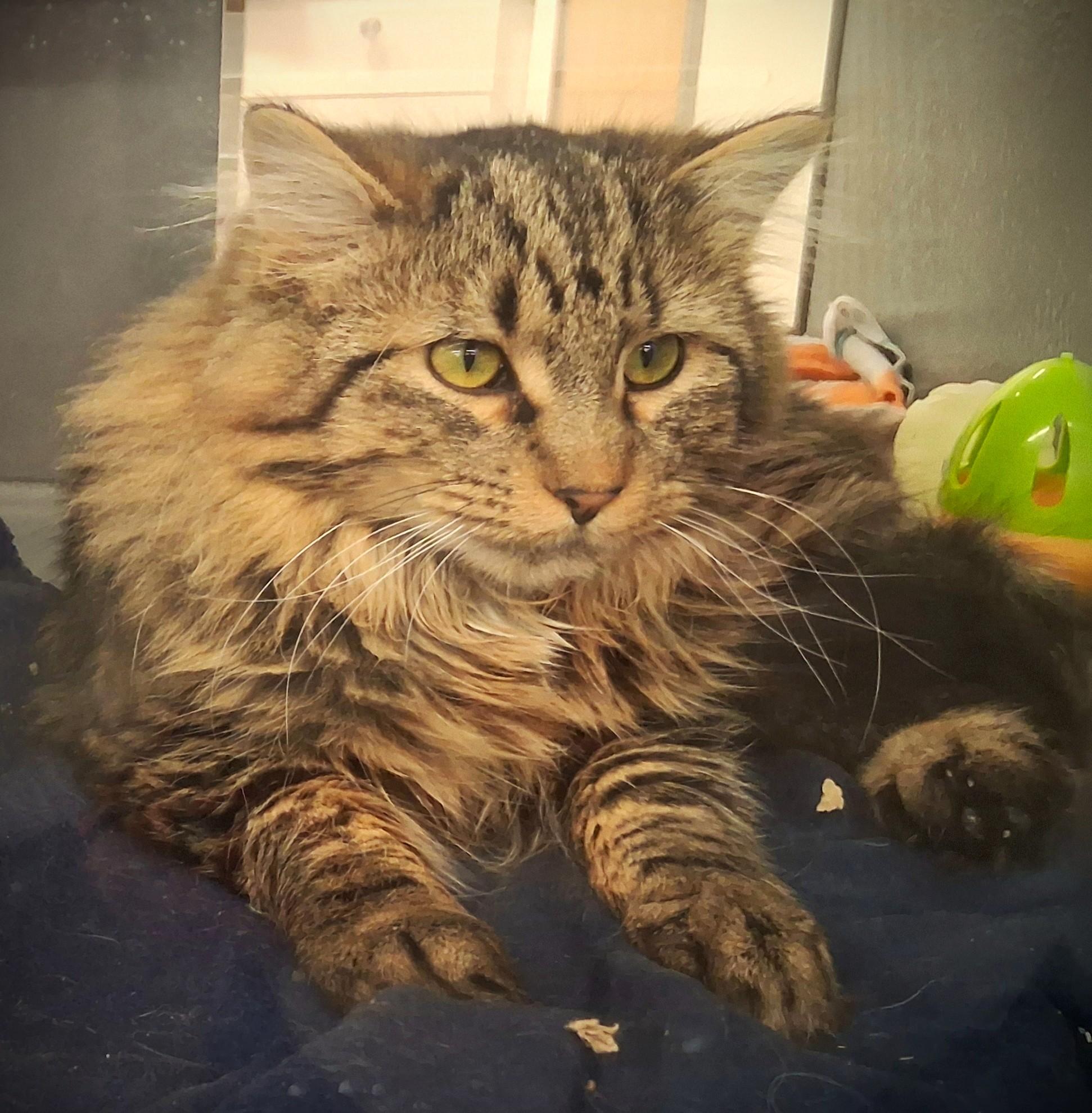Guiness -pending, an adopted Domestic Long Hair in Mankato, MN image 2/6