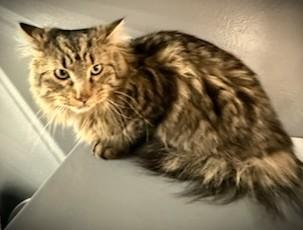 Guiness -pending, an adopted Domestic Long Hair in Mankato, MN image 5/6