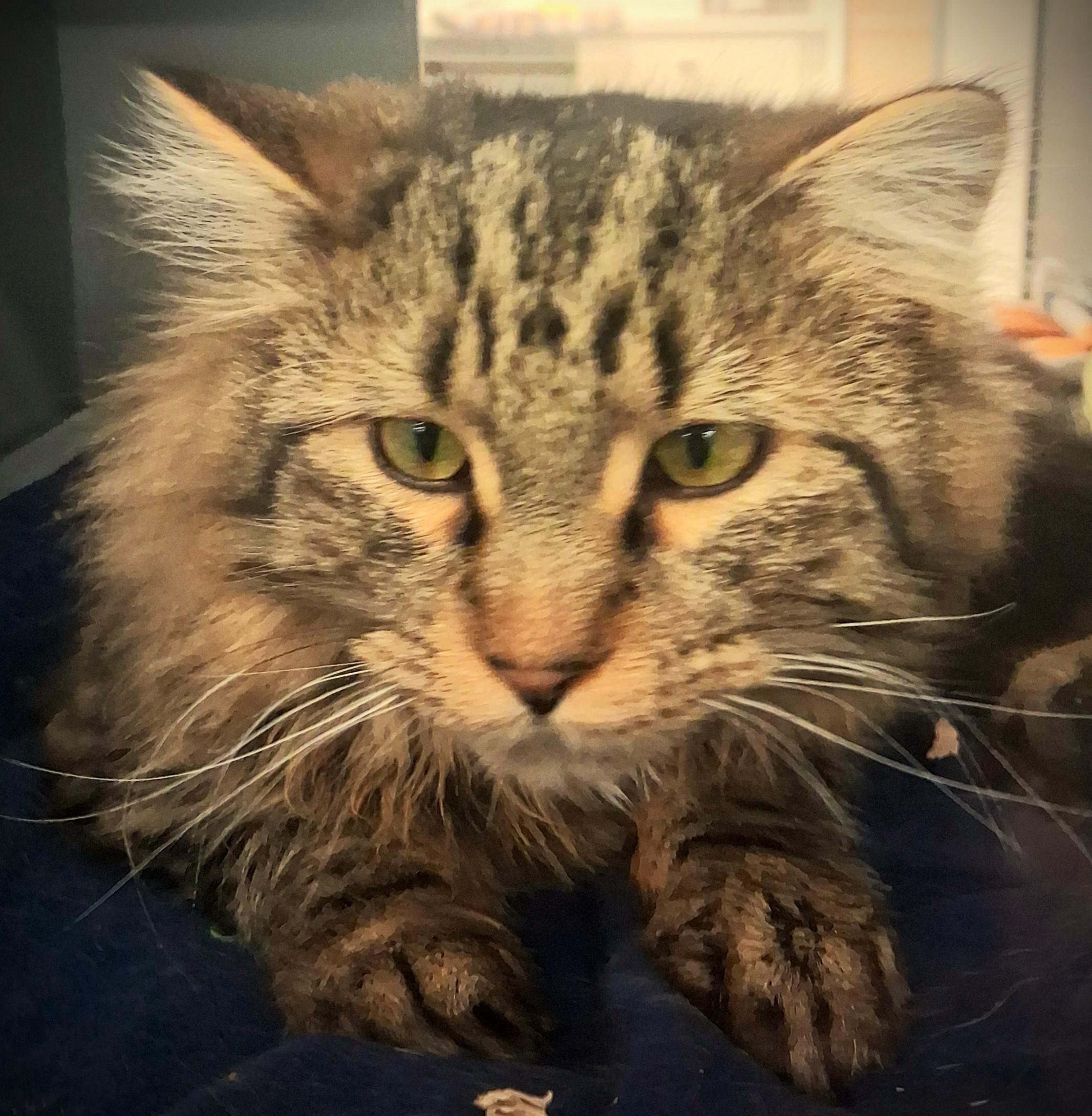 Guiness -pending, an adopted Domestic Long Hair in Mankato, MN image 1/6