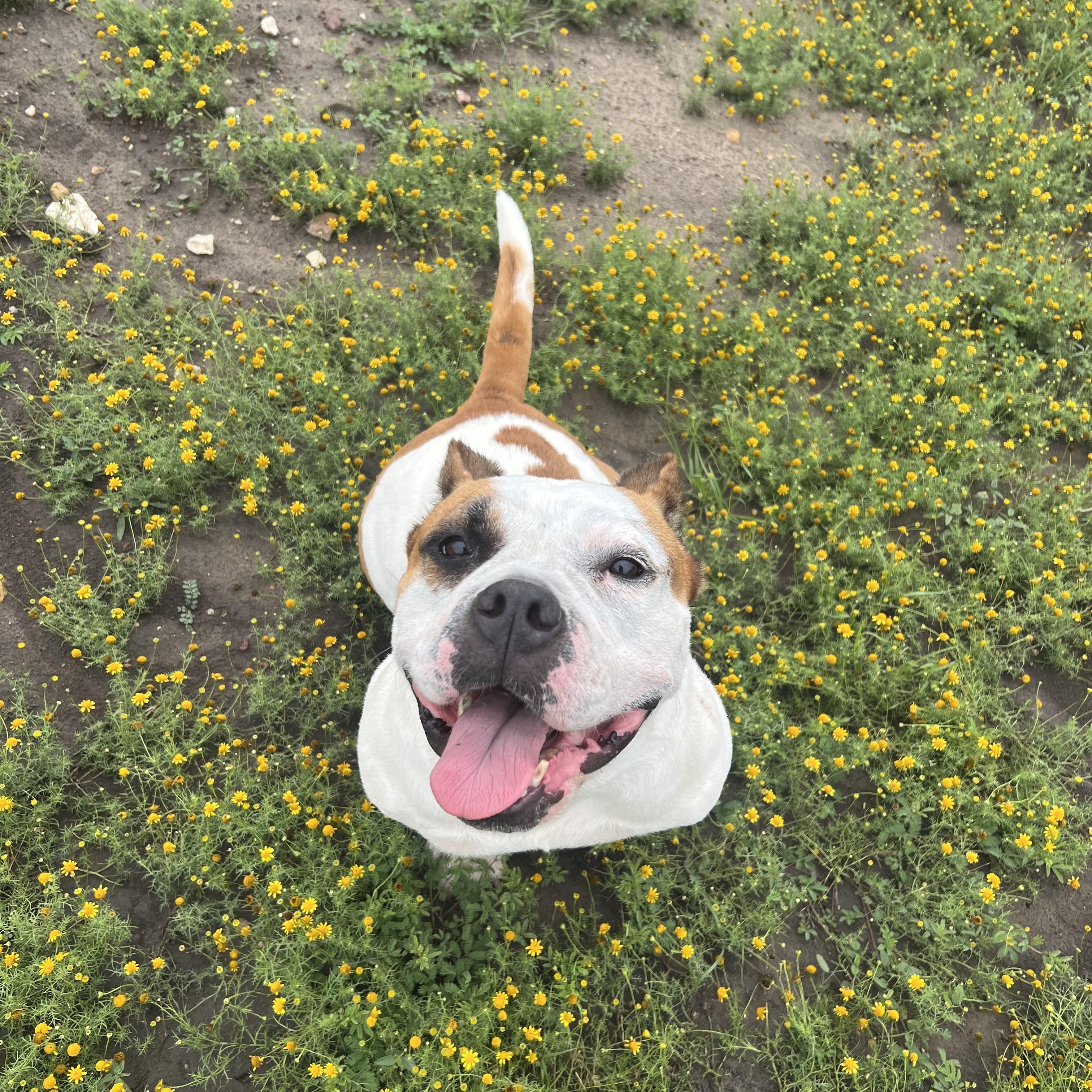 Senora, ADOPTABLE, Adult Female English Bulldog & American Staffordshire Terrier.