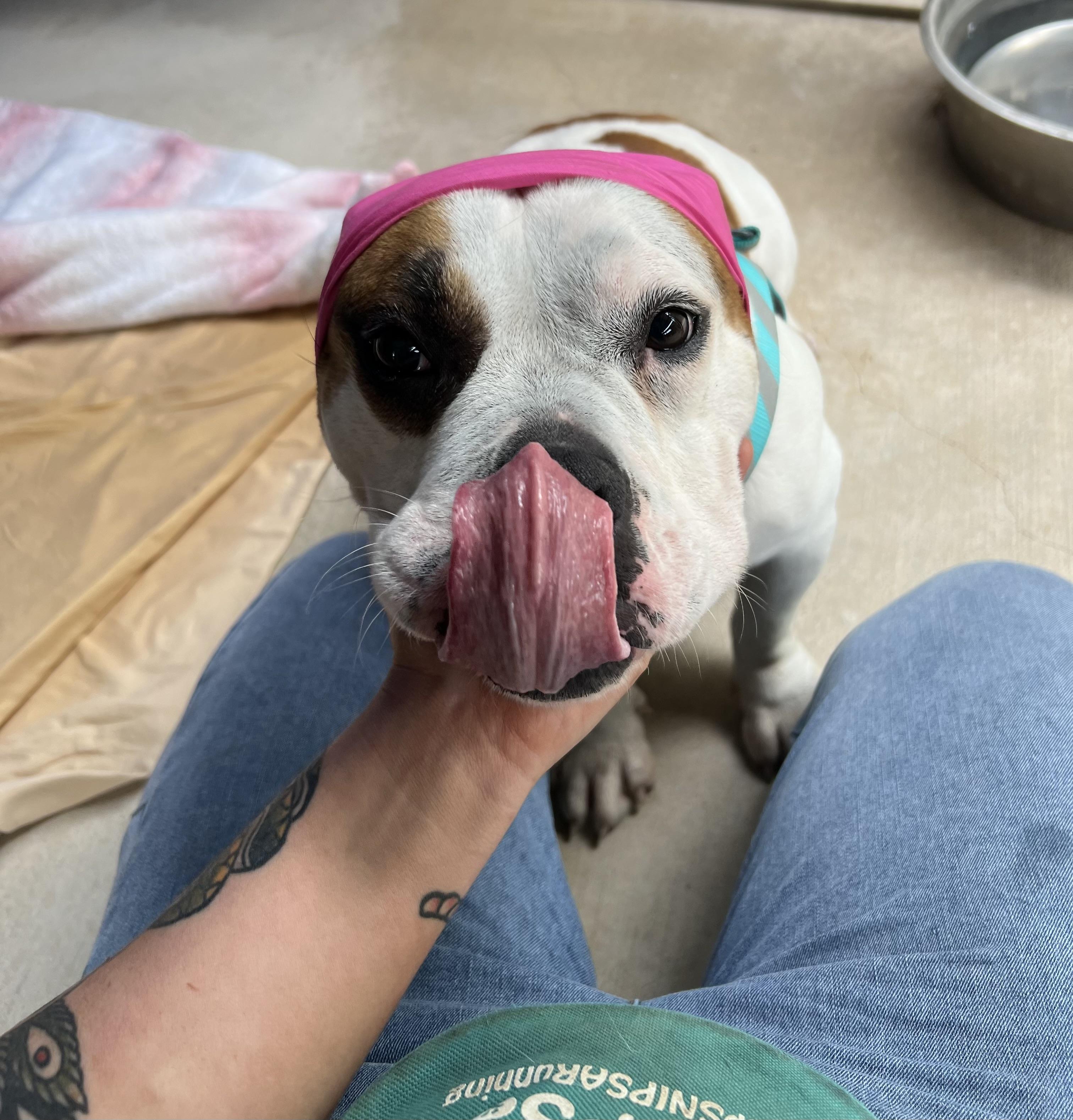 Enlarge Senora, a ADOPTABLE mixed breed in San Antonio, TX image 3/5