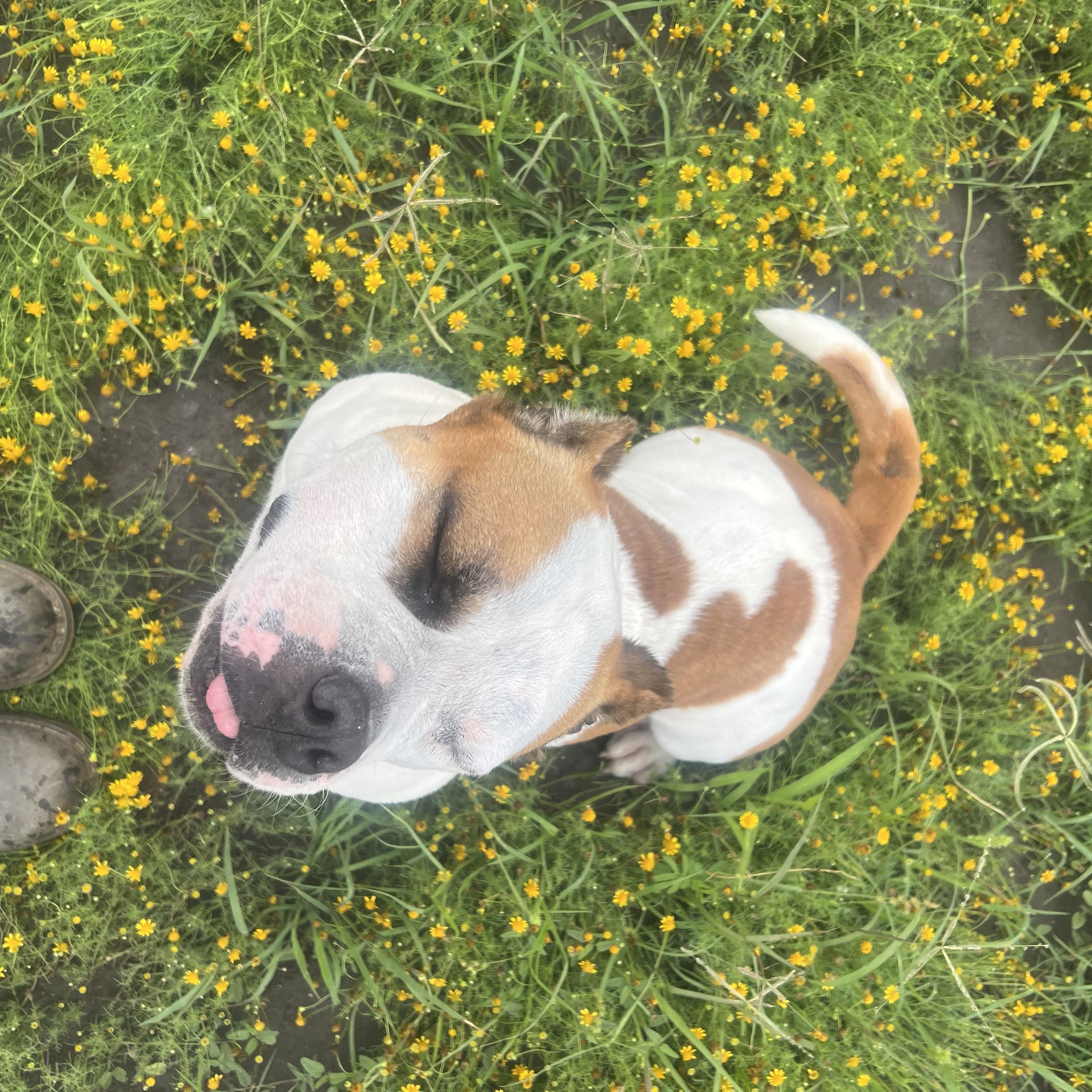 Senora, a ADOPTABLE mixed breed in San Antonio, TX image 6/6