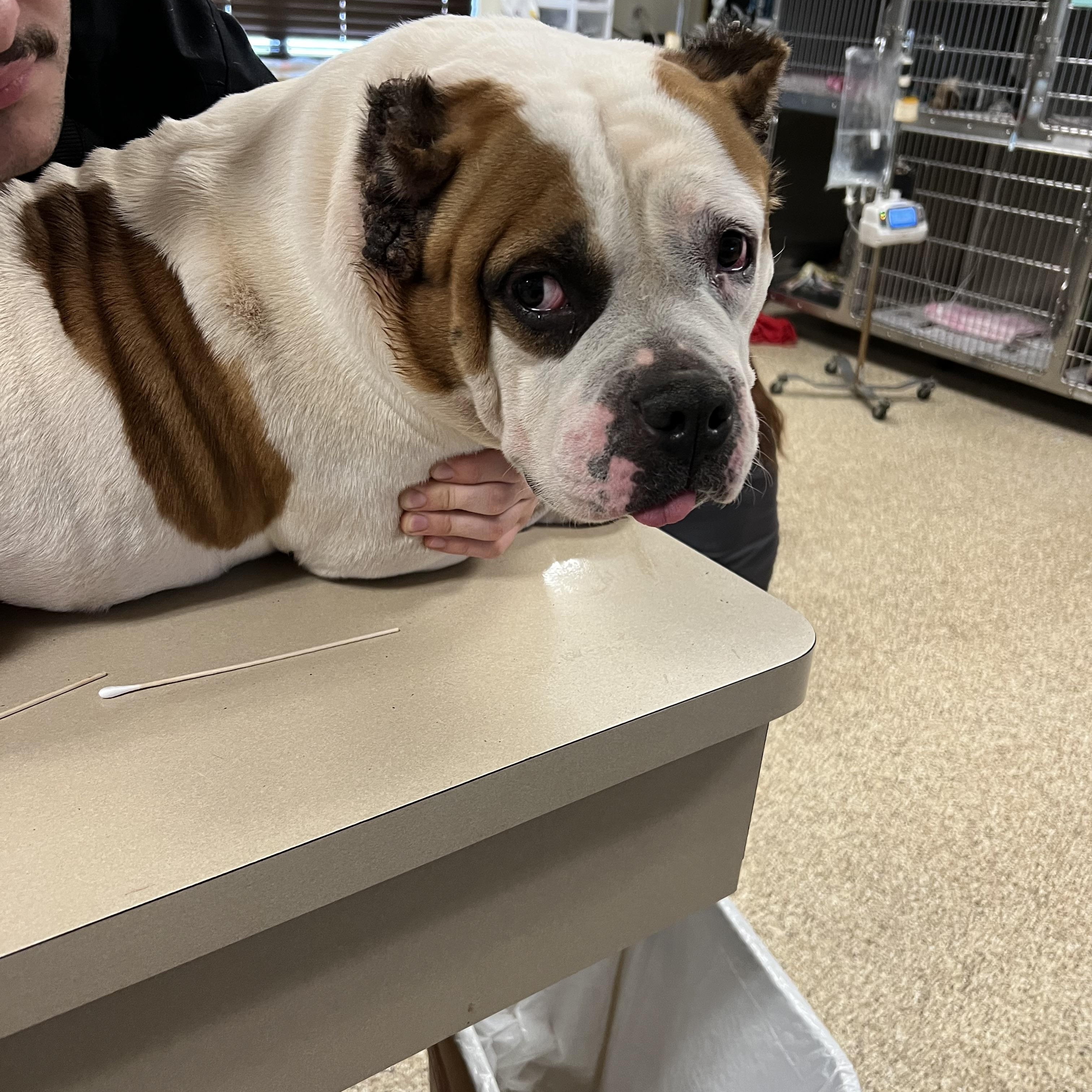 Enlarge Senora, a ADOPTABLE mixed breed in San Antonio, TX image 5/5