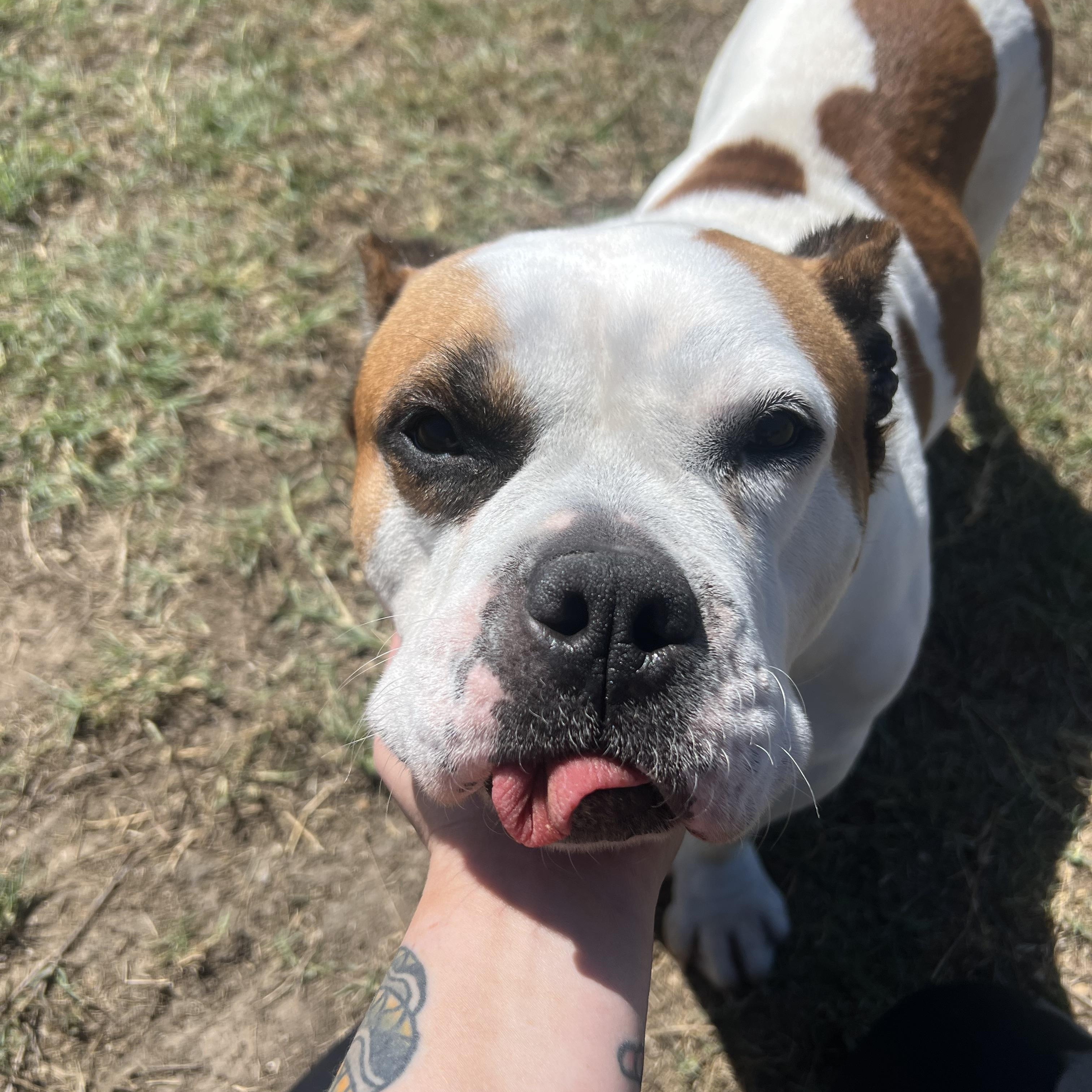 Senora, ADOPTABLE, Adult Female Bulldog.