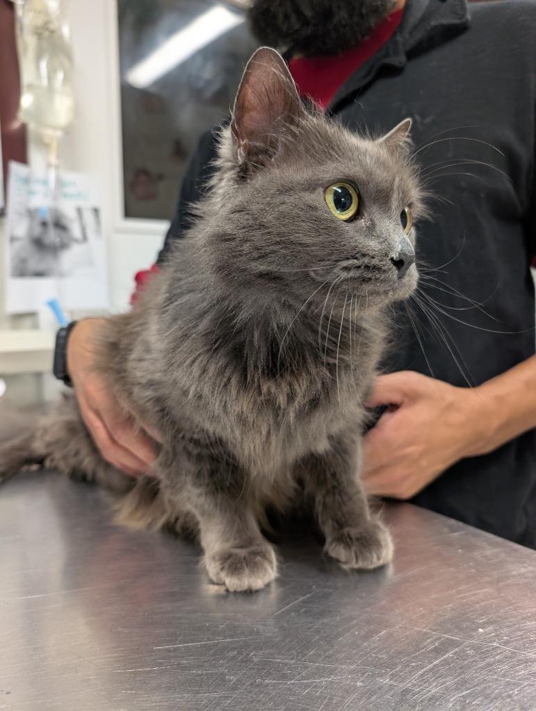 Svetlana, Adoptable, Adult Female Nebelung.
