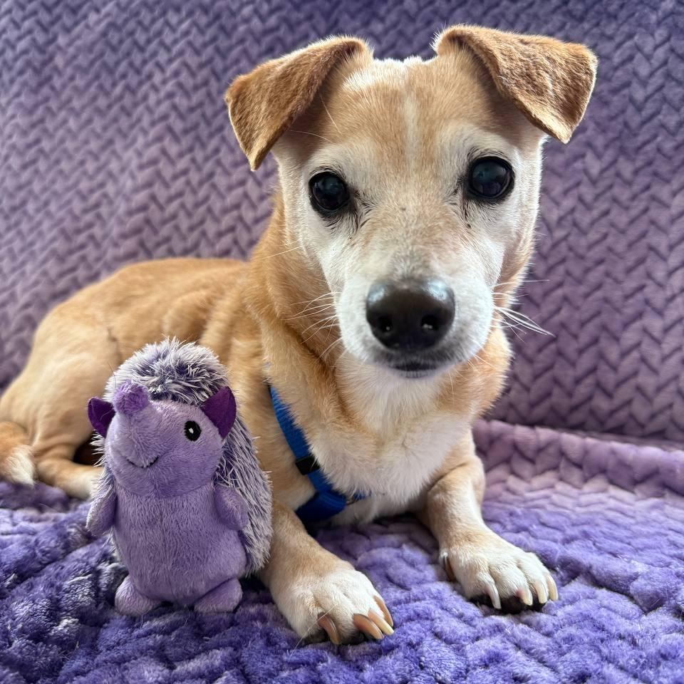 Henry, Adoptable, Senior Male Mixed Breed.