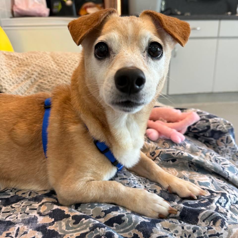 Enlarge Henry, a Adoptable Mixed Breed in New York, NY image 3/6