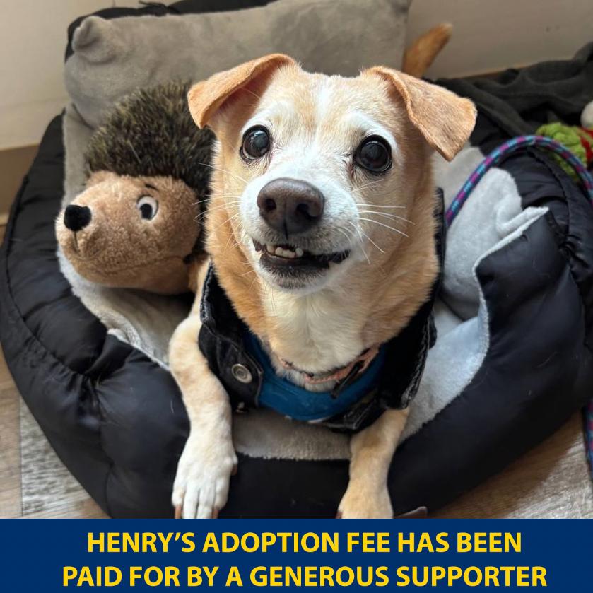 Enlarge Henry, a Adoptable Mixed Breed in New York, NY image 4/6