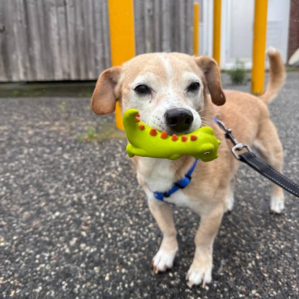 Enlarge Henry, a Adoptable Mixed Breed in New York, NY image 6/6