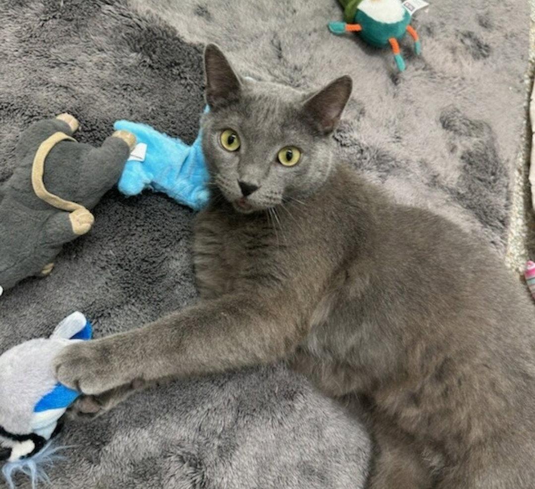 Scotland, Adoptable, Young Male Domestic Short Hair.