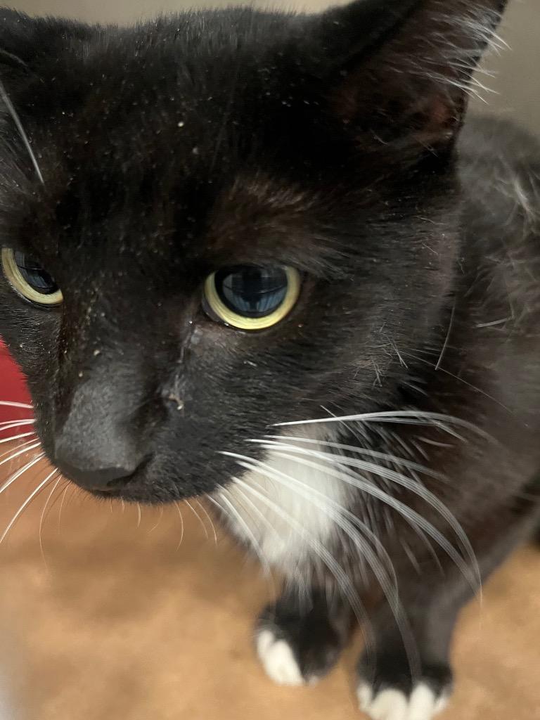 Kalie, Adoptable, Young Female Domestic Short Hair.