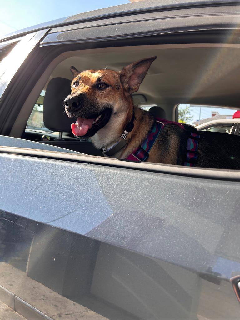 Enlarge Sury, a Adoptable mixed breed in Erin, ON image 2/6