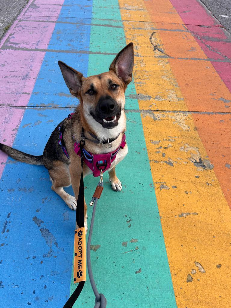Enlarge Sury, a Adoptable mixed breed in Erin, ON image 3/6