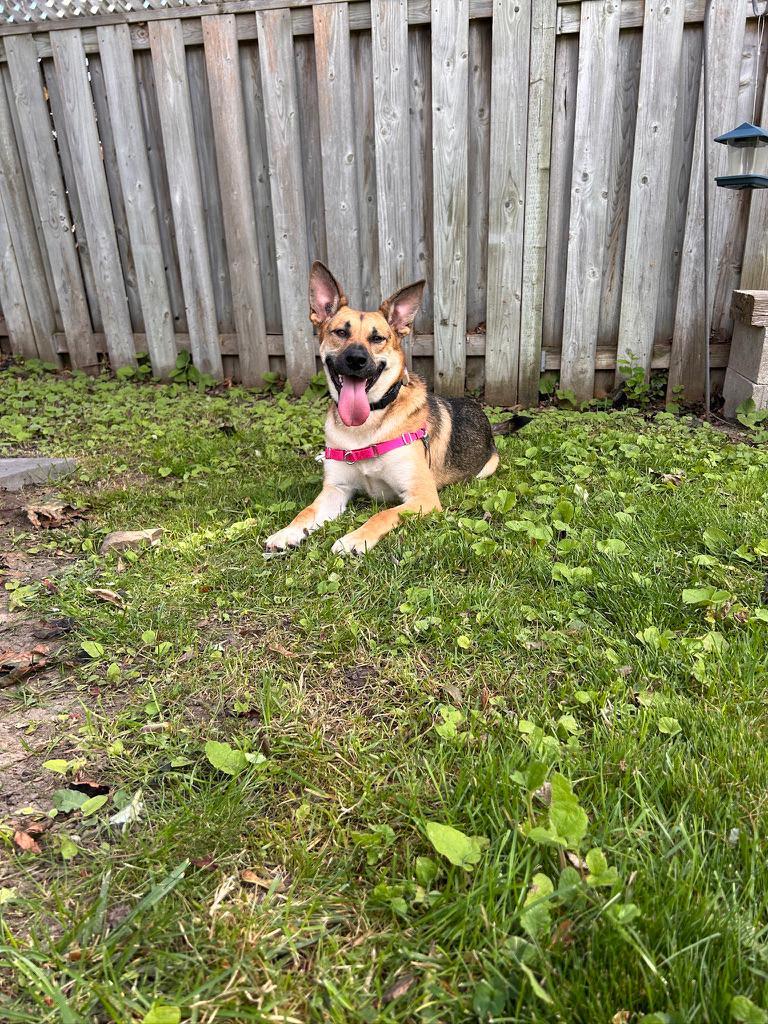 Enlarge Sury, a Adoptable mixed breed in Erin, ON image 4/6